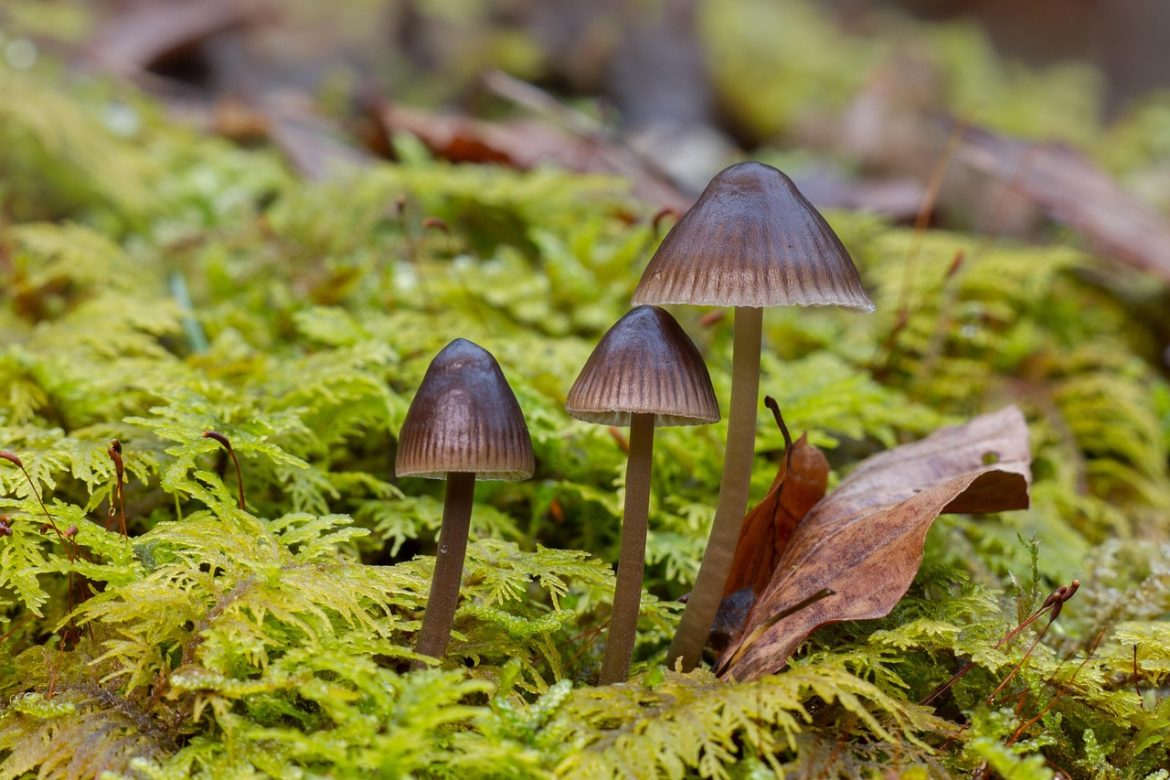 adege mushroom 3293901 1280
